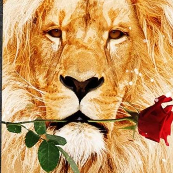 lionsnroses